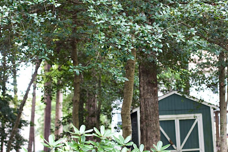 Welcome to the Journey of Wellnest Reset